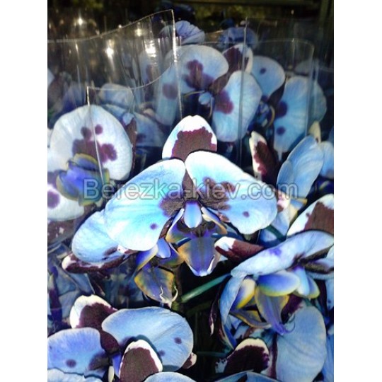 Блакитна Синя Орхідея Мікс